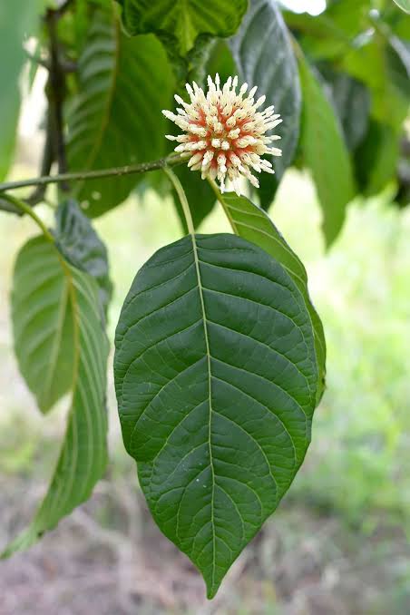 Mitragyna speciosa leaf and flower, AI generated