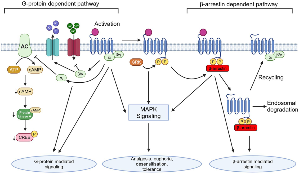 A diagram of a mapk signaling process

AI-generated content may be incorrect.